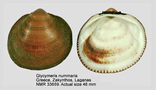 Glycymeris nummaria.jpg - Glycymeris nummaria(Linnaeus,1758)